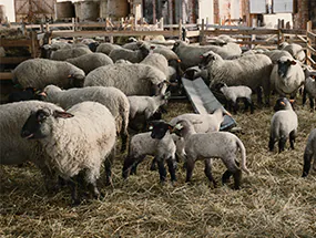 LED-Beleuchtung im Stall LED-Beleuchtung im Stall